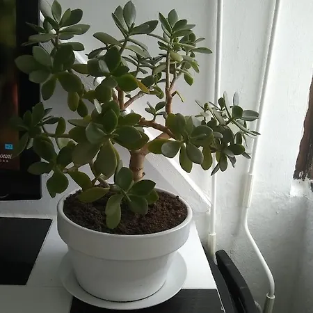 Appartamento Esperanza *